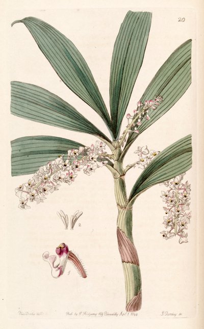 Eria floribunda by Miss Drake